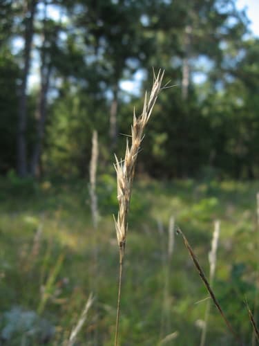 Poverty Oatgrass Specimen