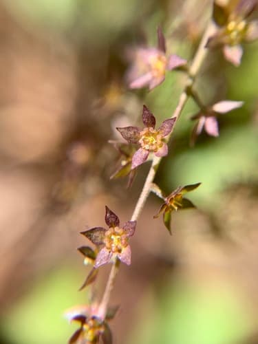 Shrub Yellowroot Bonsai