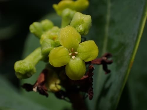 Bootlace Plant Bonsai