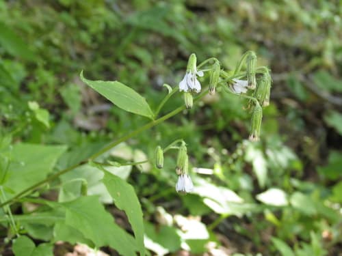 Western Rattlesnake Root