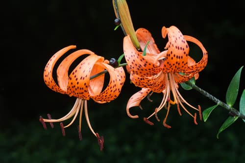 Tiger Lily