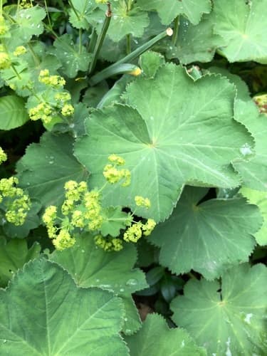 Garden Lady's-mantle