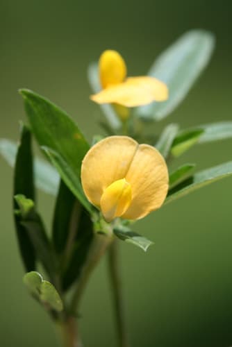 Sidebeak Pencilflower
