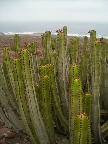 Canary Island Spurge
