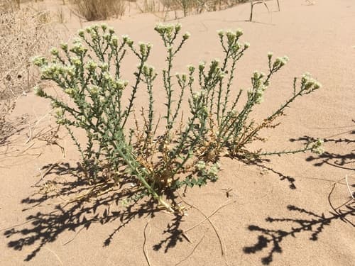 Thurber's Sandpaper Plant