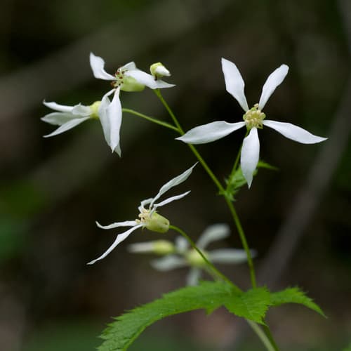 American Ipecac (Not a Bonsai)