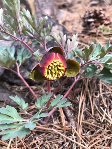 Brown's Peony Bonsai