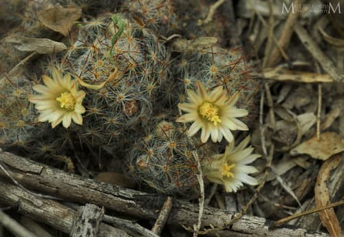 Silver Cluster Cactus