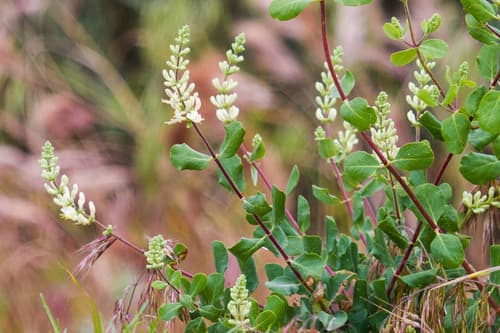 Southern Honeysuckle