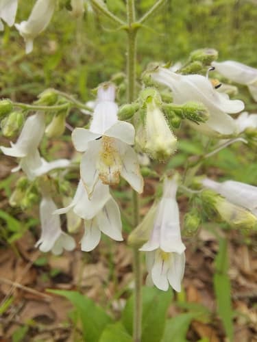 Pale Beardtongue Wild Plant