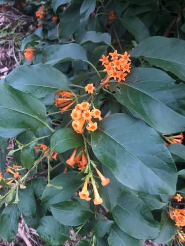 Orange Cestrum Bonsai