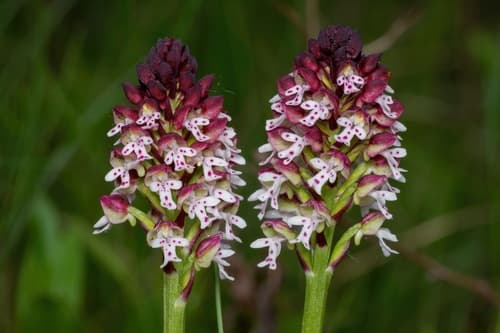 Burnt-tip Orchid