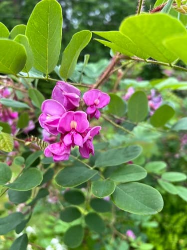 Bristly locust Bonsai