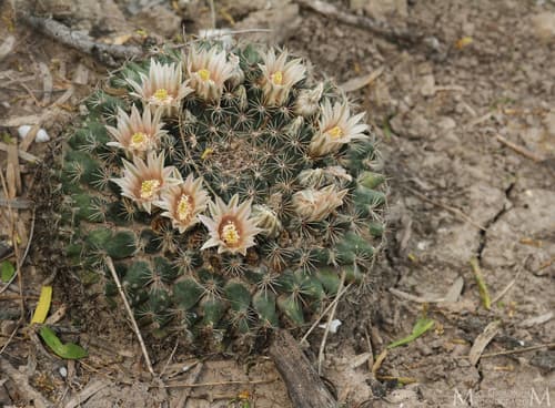 Little Nipple Cactus