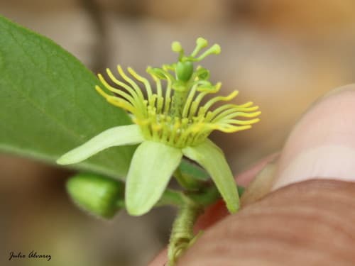 Corkystem Passionflower Bonsai