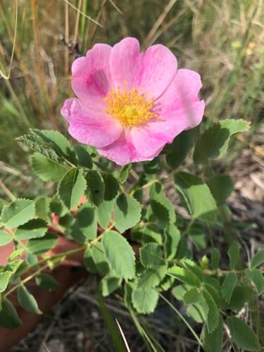 Prairie Rose