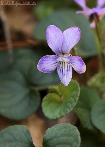 Prostrate blue violet