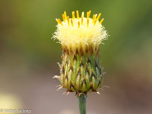 Mediterranean Phagnalon Bonsai