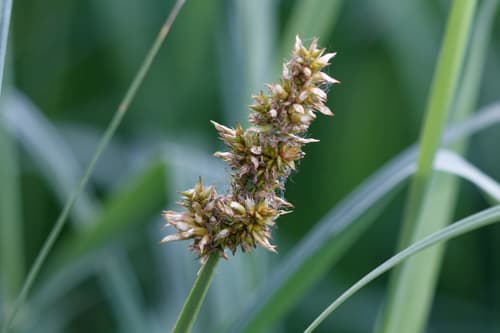 True Fox-sedge
