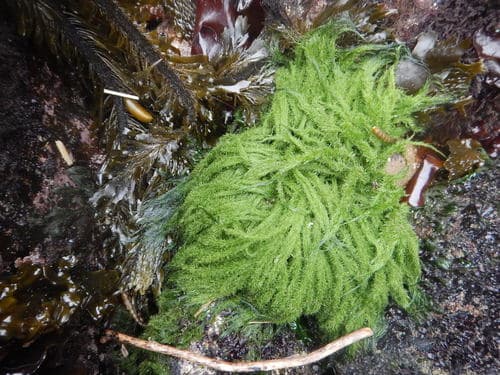 Not a Bonsai Specimen