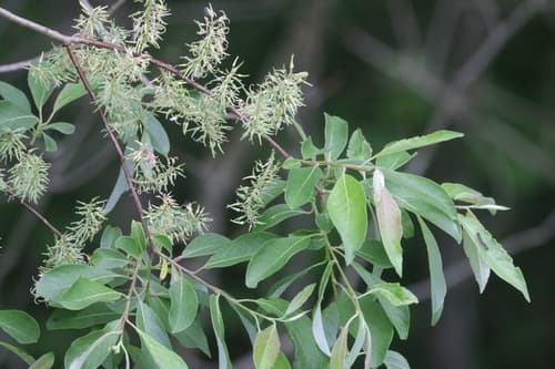 Bebb's Willow Bonsai