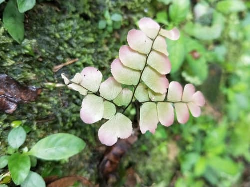Fan-leaved Maidenhair