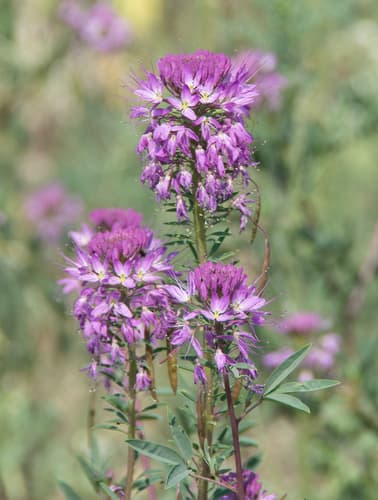 Rocky Mountain Beeplant