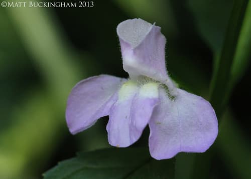 sharpwing monkeyflower
