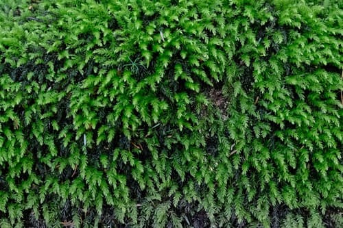 Horn Calcareous Moss