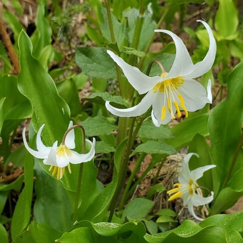 Avalanche Lily Specimen