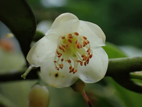 Cleyera japonica Bonsai