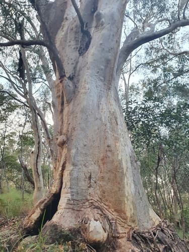Northern Scribbly Gum Bonsai