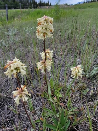 Yellow Beardtongue