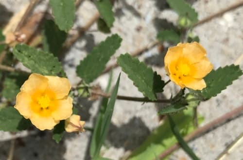 Spreading Sida Plant (Not a Bonsai)