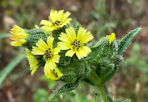 Coast Tarweed