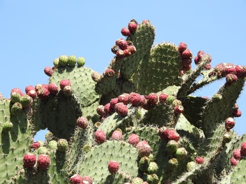 Opuntia streptacantha
