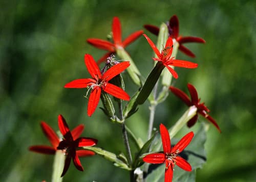 Royal Catchfly Plant