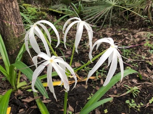 Southern Swamp Crinum