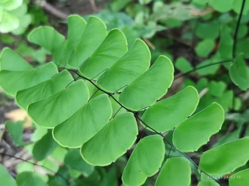 Walking Maidenhair Fern