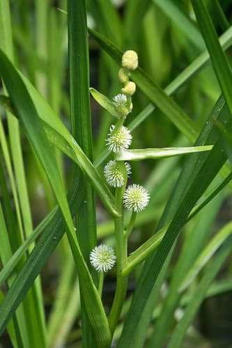 Unbranched Bur-reed
