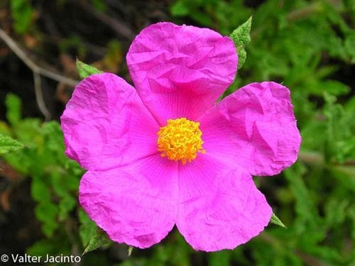 Curly Rockrose