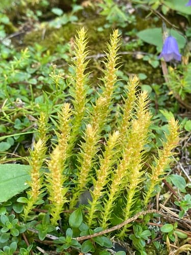 Northern Spikemoss