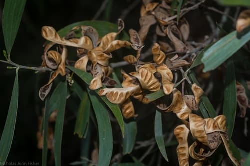Southern Salwood Bonsai