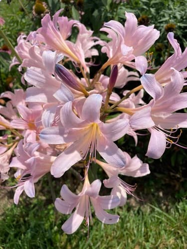 Surprise Lily Bonsai