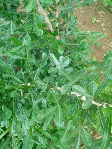 Winged Calabash Bonsai