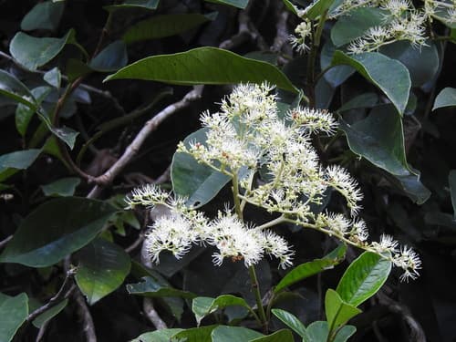 Hydrangea viburnoides