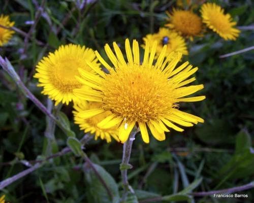 Pulicaria odora