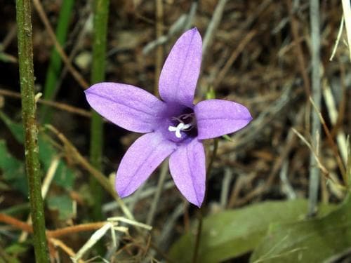 Lusitanian Bellflower