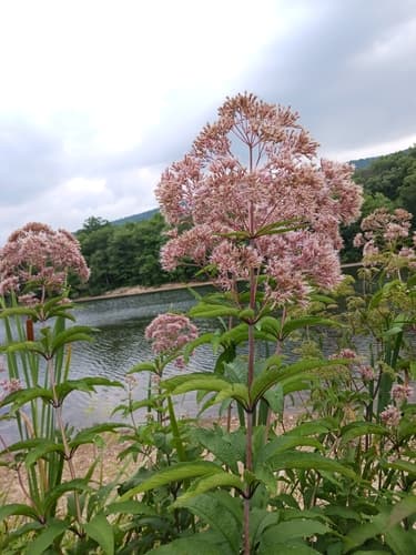 Hollow Joe-Pye Weed
