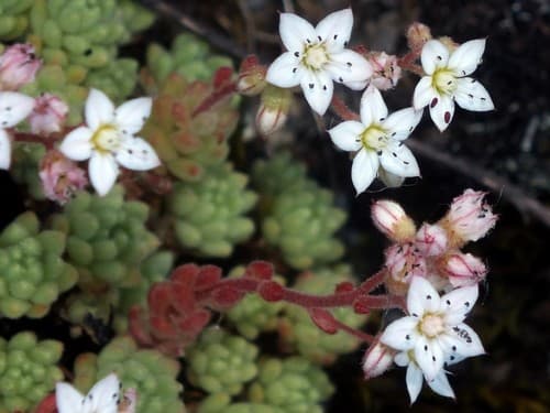 Sedum hirsutum